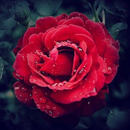 Rose Wallpaper APK