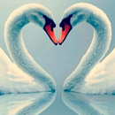 Tapeta Swan. aplikacja