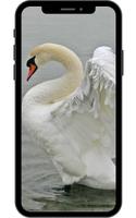 Swan Wallpaper poster