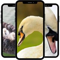 Swan Wallpaper screenshot 1