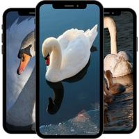Swan Wallpaper screenshot 2