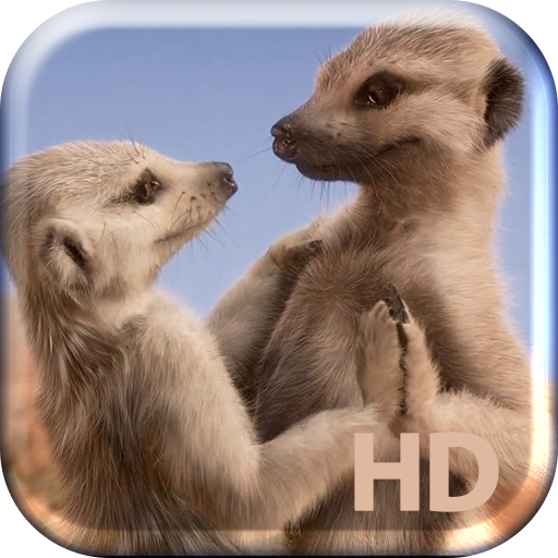 Dance Surikat Live Wallpaper