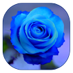 rosa azul wallpaper