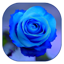 Blue Rose Live Wallpaper aplikacja