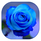 blaue Rose Tapete Zeichen