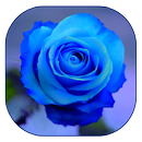 голубая роза обои APK