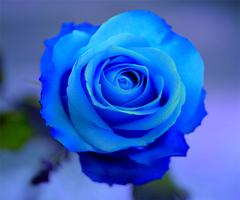 blaue Rose Tapete Plakat