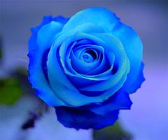 Blue Rose plakat