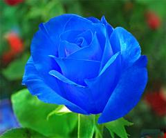 Blue Rose 截图 1