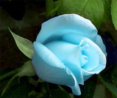 Blue Rose syot layar 2