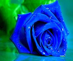 Blue Rose স্ক্রিনশট 3