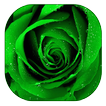 roses vertes fond d'écran