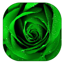 roses vertes fond d'écran APK