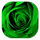 rosas verdes wallpaper APK