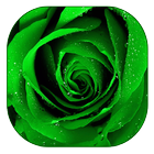 Green Rose آئیکن