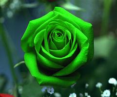 Green Rose پوسٹر