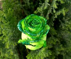 Green Rose اسکرین شاٹ 1