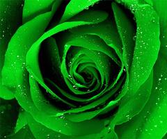 Green Rose اسکرین شاٹ 2