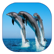 Dolphin Live Wallpaper