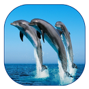 Dolphin Live Wallpaper aplikacja