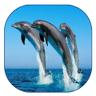 Dolphin Live Wallpaper icon