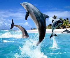 Dolphin Live Wallpaper 截图 3