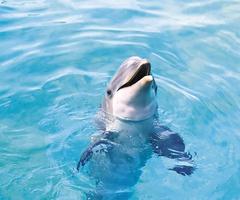 Dolphin Live Wallpaper 截图 2