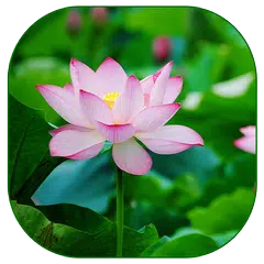 loto de pantalla en vivo