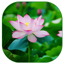 Lotus Live Wallpaper APK