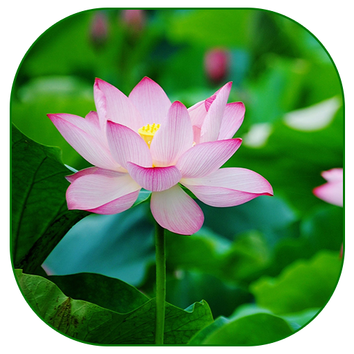 Lotus Live Wallpaper APK  for Android – Download Lotus Live Wallpaper  APK Latest Version from 