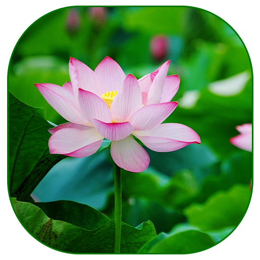 Lotus Live Wallpaper APK for Android – Download Lotus Live Wallpaper APK Latest Version from Lotus Live Wallpaper APK for Android – Download Lotus Live Wallpaper APK Latest Version from
