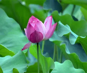 Lotus Live Wallpaper APK download