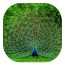 Peacock Live Wallpaper aplikacja