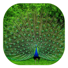 Peacock Live Wallpaper ikona