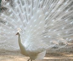 Peacock Live Wallpaper capture d'écran 1