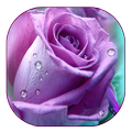 Purple Rose Live Wallpaper