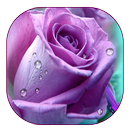 Purple Rose Live Wallpaper APK