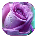 пурпурной розы живые обои APK