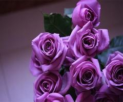 Purple Rose Affiche