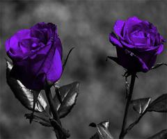 Purple Rose capture d'écran 1