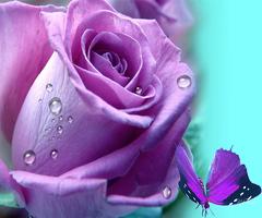 Purple Rose capture d'écran 2
