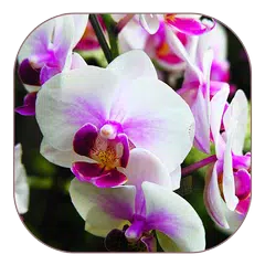 orquídea blanca live wallpaper