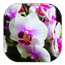 White Orchid Live Wallpaper APK