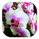 السحلية بيضاء خلفية حية APK