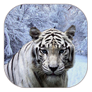 White Tiger Live Wallpaper aplikacja