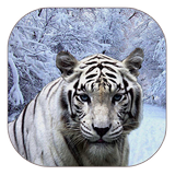 tigre blanc live wallpaper icône