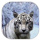 белый тигр живые обои иконка