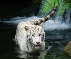 белый тигр живые обои скриншот 3