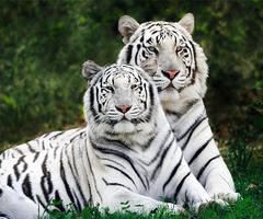 белый тигр живые обои постер