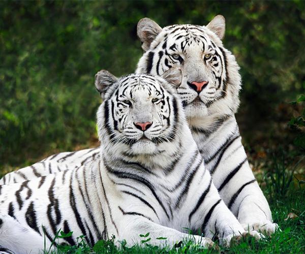 Download 53 Koleksi Gambar Foto Harimau Putih Terbaik Gratis